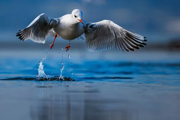 Zbliżenie Białej Mewy Przelatującej Nad Wodą Otwartymi Skrzydłami — Zdjęcie stockowe