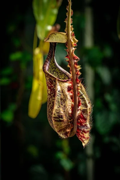 Egy Függőleges Felvétel Egy Vadkancsó Növényről Erdőben — Stock Fotó