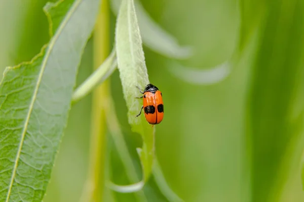 Primer Plano Del Escarabajo Saco Hormigas Sientan Hoja Verde Del — Foto de Stock