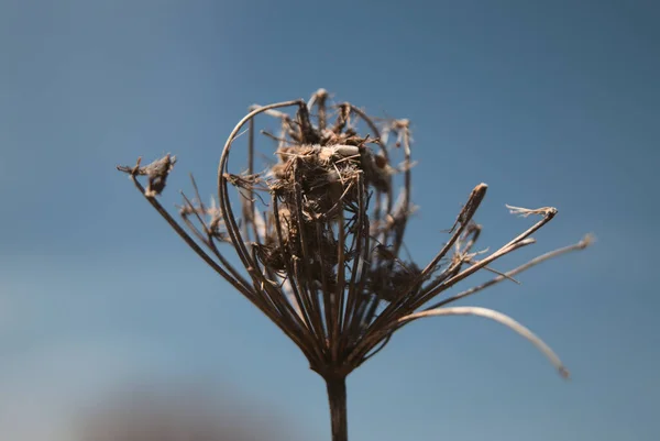 Крупним Планом Мертва Квітка Фоні Блакитного Неба — стокове фото