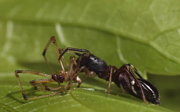 一只蚂蚁为了保护自己 杀死了一只更大的蜘蛛 — 图库照片