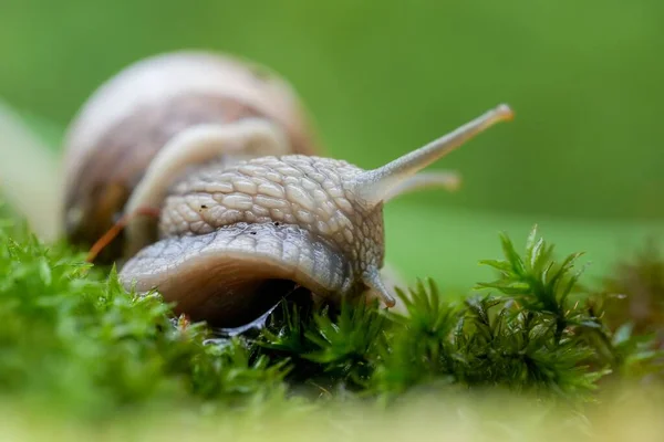 Eine Selektive Fokusaufnahme Der Weinbergschnecke Ihrem Natürlichen Lebensraum — Stockfoto