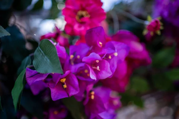 Lila Bougainvillea Virágok Ága — Stock Fotó