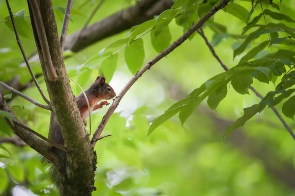 Esquilo Numa Árvore Verde Num Parque — Fotografia de Stock