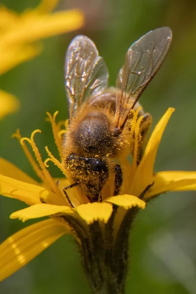 Vertical Macro Shot Bee Getting Pollinated Yellow Flower — Stock Photo, Image