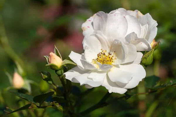 Eine Nahaufnahme Einer Weißen Rose Die Vor Grünem Hintergrund Wächst — Stockfoto