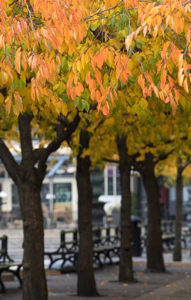 Ein Schöner Blick Auf Herbstbäume Park — Stockfoto