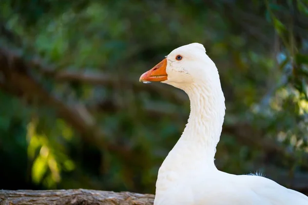 Eine Nahaufnahme Einer Weißen Ente Die Draußen Spaziert — Stockfoto