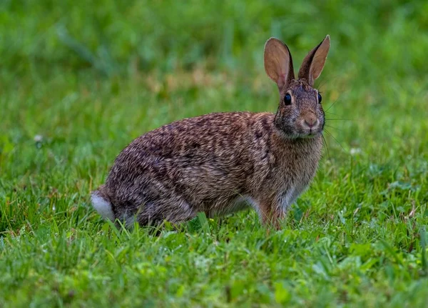 Closeup Shot Cute Brown Rabbit Standing Grass — Stock Photo, Image