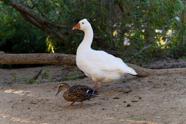 Eine Weiße Ente Die Mit Einer Kleinen Braunen Ente Spaziert — Stockfoto