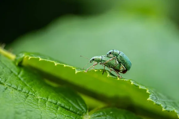 Macro Two Pale Green Weevils Green Leaf — Stock Photo, Image