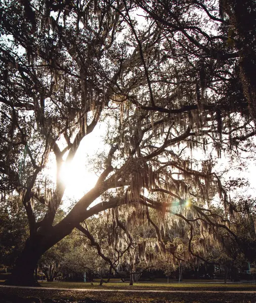Zbliżenie Rosnącego Drzewa Bujnymi Gałęziami Tle Świecącego Słońca — Zdjęcie stockowe