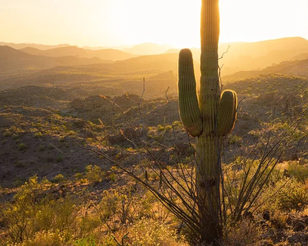 Tall Saguaro Cactus Golden Evening Light Arizona Usa — Stock Photo, Image