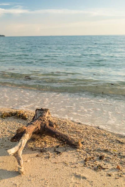 Una Vista Fascinante Tronco Orilla Del Mar Con Puesta Sol —  Fotos de Stock