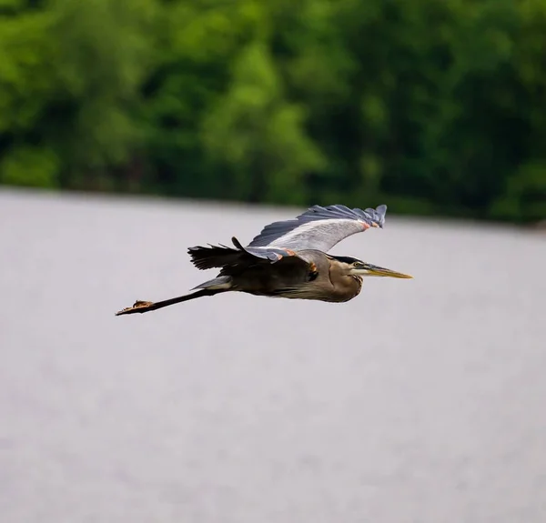 公園の湖の上に大きな翼を持つ偉大な灰色のサギ — ストック写真