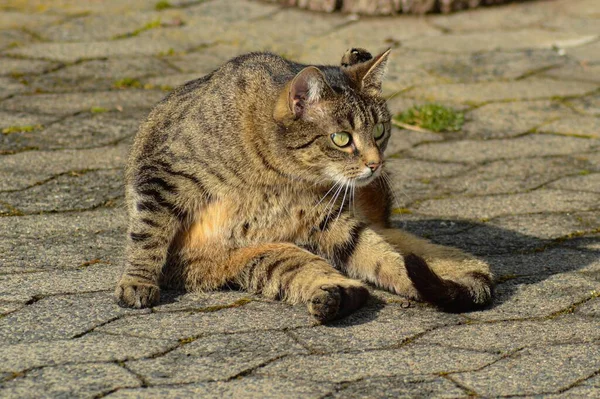 Güneşli Bir Günde Yerde Oturan Tekir Bir Kedi — Stok fotoğraf