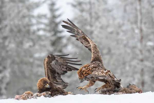 Scenic View Two Golden Eagles Fighting Prey Winter Forest — Stock Photo, Image