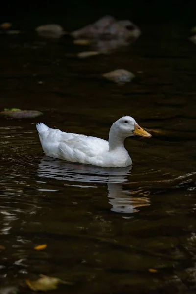 Eine Vertikale Aufnahme Einer Amerikanischen Pekin White Duck Auf Dem — Stockfoto