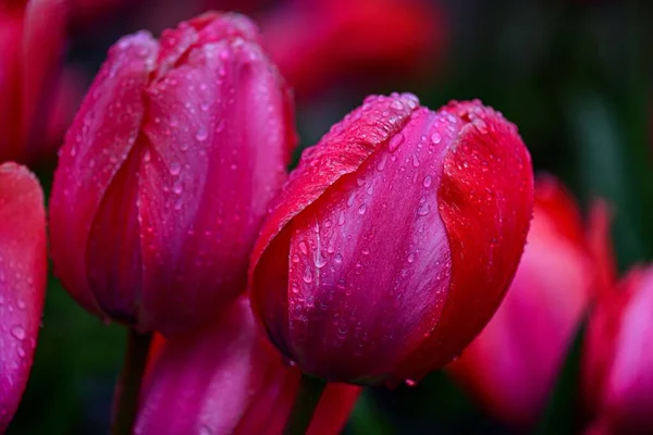 Крупним Планом Рожеві Тюльпани Краплями Води — стокове фото