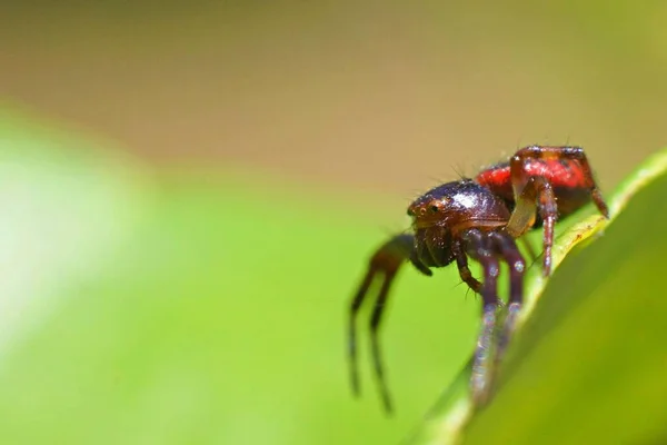 Closeup Shot Red Backed Jumping Spider Blurry Background — Stock Photo, Image