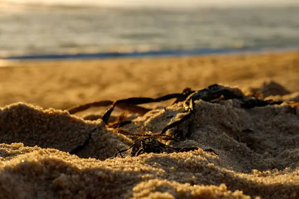 Uma Areia Castanha Fina Com Luzes Pôr Sol — Fotografia de Stock