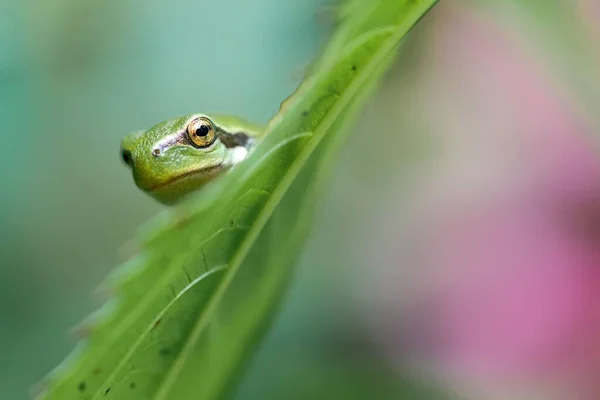 Closeup Shot European Tree Frog Leaf Daylight — Stock Photo, Image