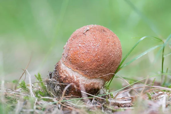 Макрознімок Молодого Червоного Кольору Шаблеподібного Стебла Гриба Leccinum Aurantiacum — стокове фото