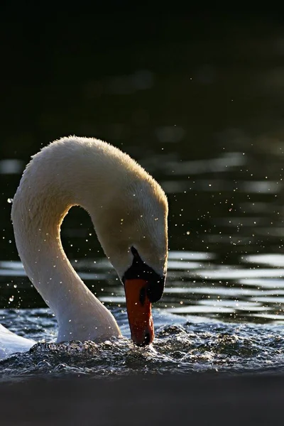 在湖中游泳的美丽天鹅的肖像的垂直特写 — 图库照片