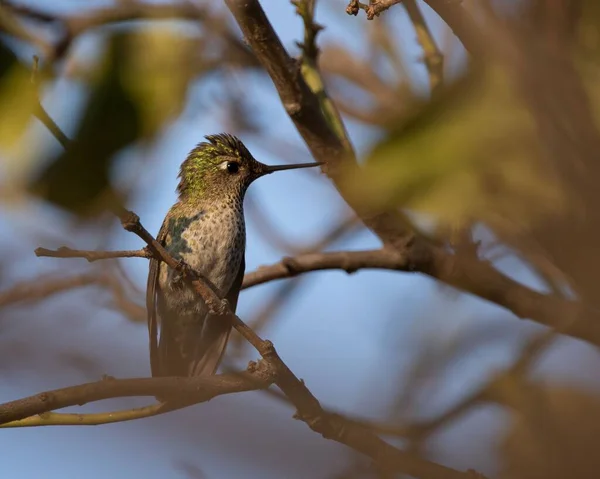 Ağaçta Tünemiş Küçük Bir Sinekkuşunun Yakın Çekim Görüntüsü — Stok fotoğraf