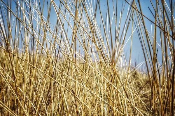 Крупним Планом Знімок Сушених Трав Полі Сонячний День — стокове фото