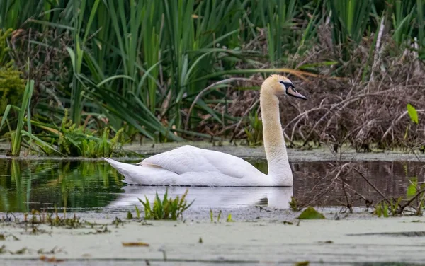 Krásný Výhled Půvabnou Labuť Která Koupe Rybníku — Stock fotografie