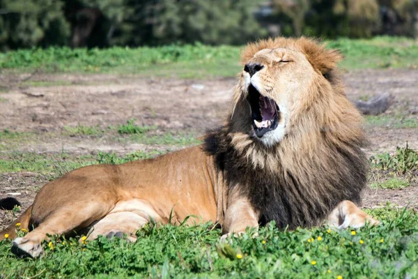 Een Mannelijke Leeuw Geeuwt Een Maaltijd Safari Park Israel — Stockfoto