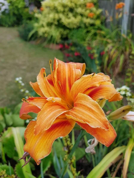 A closeup shot of an orange day-lily flower in the garden in the daylight