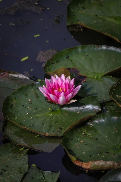 池の中のピンクの蓮の花 — ストック写真