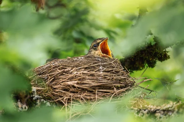 Primo Piano Piccolo Uccello Usignolo Comune Nel Nido Con Becco — Foto Stock