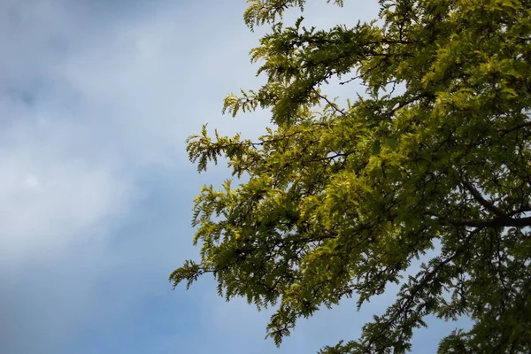 Kilátás Egy Friss Zöld Levelek Ellen Kék Felhős — Stock Fotó