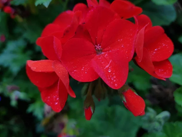 Eine Nahaufnahme Scharlachroter Geranienblüten Garten Bei Tageslicht — Stockfoto