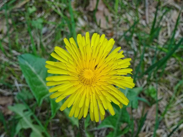 Closeup Shot Yellow Dandelion Flower Blooming Garden — Stock Photo, Image