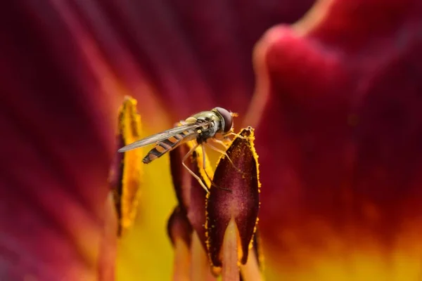 Крупный План Летающей Мухи Syrphidae Сидящей Цветке Дневной Лилии — стоковое фото