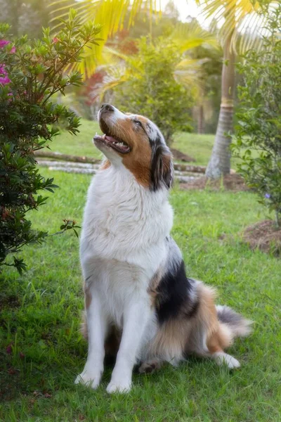 Adorável Cão Pastor Australiano Sentado Parque — Fotografia de Stock