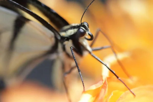 オレンジ色のユリの上にスワローテール Papilio Machaon のマクロショット — ストック写真