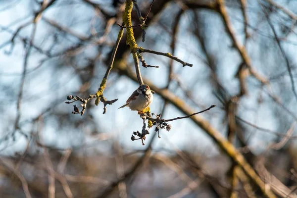 麻雀栖息在树枝上的欧亚麻雀的浅焦点 — 图库照片