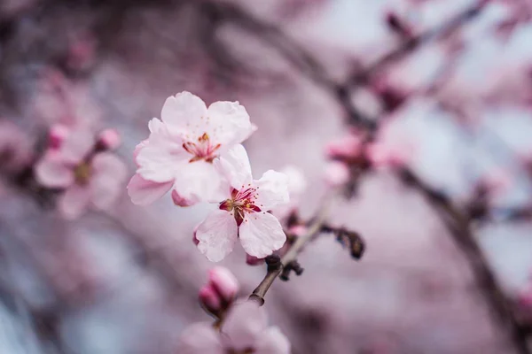 Nahaufnahme Eines Kirschbaums Der Garten Blüht — Stockfoto