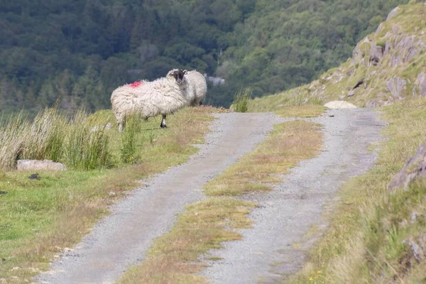 英国アイルランドの道路の近くに立ってウールに赤い塗料と白い羊のクローズアップショット — ストック写真