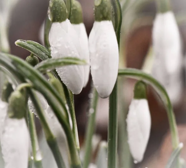 Gros Plan Galanthus Blanc Fleuri Avec Des Gouttes Eau — Photo