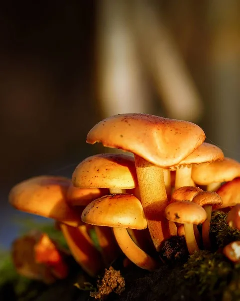 Closeup Mushrooms Sun Rays — Stock Photo, Image