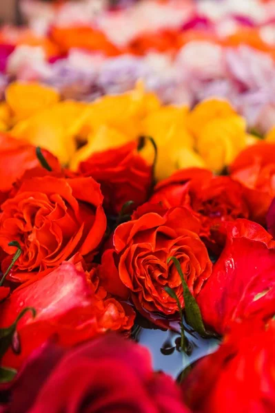 Uma Seletiva Rosas Fonte Zurique Para Pentecostes — Fotografia de Stock
