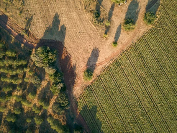 Вид Воздуха Земельный Участок Деревья Алгарве Португалия Летний День — стоковое фото