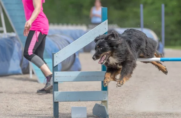 Adorável Cão Pastor Australiano Saltando Sobre Obstáculo Agilidade Parque — Fotografia de Stock