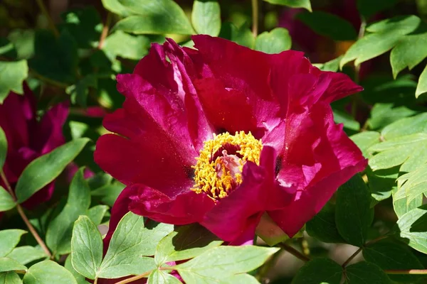 Une Fleur Pivoine Moutan Avec Des Feuilles Vertes — Photo